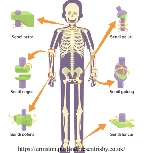 Mengenal Sendi Peluru: Struktur